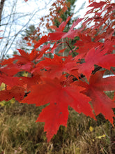 Load image into Gallery viewer, Red Maple - Acer rubrum