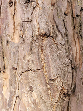 Load image into Gallery viewer, Swamp White Oak - Quercus bicolor