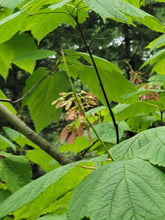 Load image into Gallery viewer, Mountain Maple - Acer spicatum