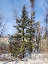Load image into Gallery viewer, Balsam Fir - Abies balsamea