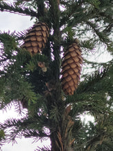 Load image into Gallery viewer, Norway Spruce - Picea abies