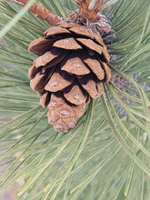 Load image into Gallery viewer, Red Pine - Pinus resinosa