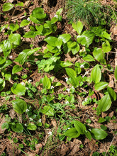 Load image into Gallery viewer, Sweet White Violet - Viola incognita