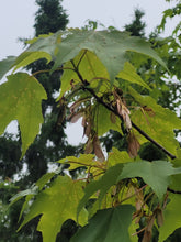 Load image into Gallery viewer, Red Maple - Acer rubrum