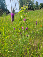 Load image into Gallery viewer, Purple Prairie Clover - Dalea purpurea