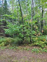 Load image into Gallery viewer, Mountain Maple - Acer spicatum