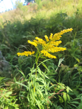Load image into Gallery viewer, Canada Goldenrod - Solidago canadensis
