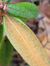 Load image into Gallery viewer, Bog Labrador Tea - Rhododendron groenlandicum