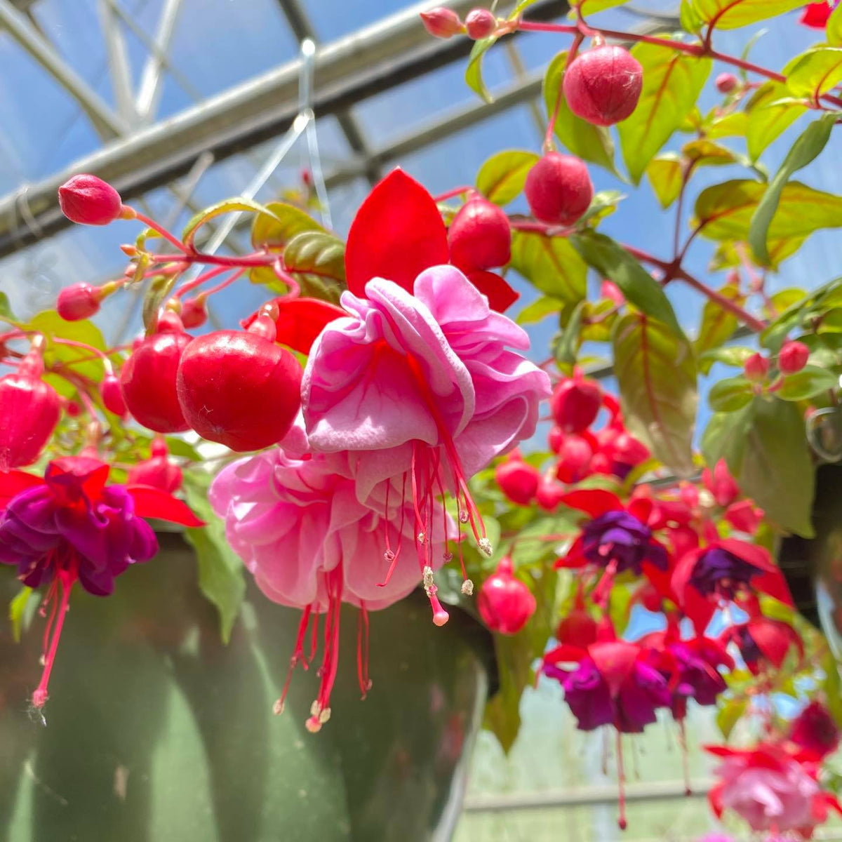 Fuchsia Hanging Basket – Hammarlund Nursery