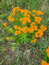 Load image into Gallery viewer, Butterfly Flower - Asclepias tuberosa