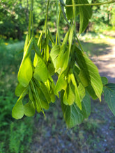 Load image into Gallery viewer, Boxelder - Acer negundo