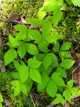 Load image into Gallery viewer, Dwarf Raspberry - Rubus pubescens