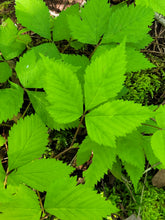 Load image into Gallery viewer, Dwarf Raspberry - Rubus pubescens