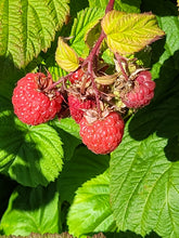 Load image into Gallery viewer, Boyne Raspberry - Rubus idaeus "Boyne"