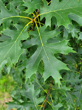 Load image into Gallery viewer, Northern Red Oak - Quercus rubra