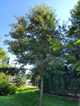 Load image into Gallery viewer, Swamp White Oak - Quercus bicolor