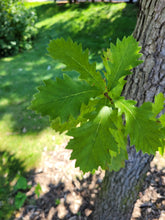 Load image into Gallery viewer, Swamp White Oak - Quercus bicolor