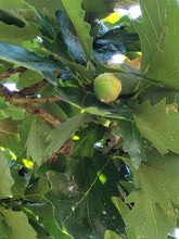 Load image into Gallery viewer, Swamp White Oak - Quercus bicolor