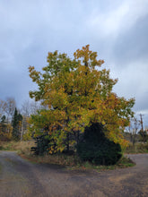 Load image into Gallery viewer, Northern Red Oak - Quercus rubra
