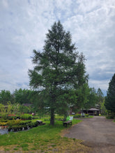 Load image into Gallery viewer, Tamarack - Larix laricina
