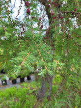 Load image into Gallery viewer, Tamarack - Larix laricina
