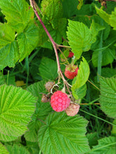 Load image into Gallery viewer, Boyne Raspberry - Rubus idaeus "Boyne"