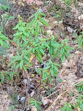 Load image into Gallery viewer, Bog Labrador Tea - Rhododendron groenlandicum