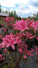 Load image into Gallery viewer, Rosy Lights Azalea