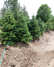 Load image into Gallery viewer, Balsam Fir - Abies balsamea