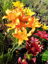 Load image into Gallery viewer, Asiatic Lily Varieties