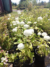 Load image into Gallery viewer, Annabelle Smooth Hydrangea
