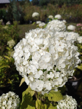 Load image into Gallery viewer, Annabelle Smooth Hydrangea