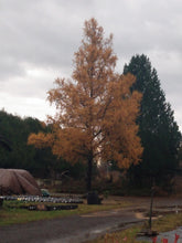 Load image into Gallery viewer, Tamarack - Larix laricina