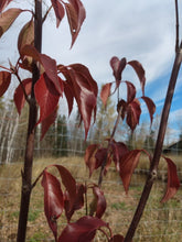 Load image into Gallery viewer, Nannyberry Tree- Viburnum lentago