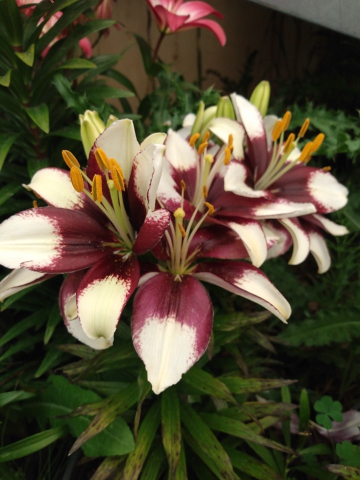 tiny asiatic lily Asiatic Lily Varieties – Hammarlund Nursery