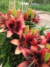 Load image into Gallery viewer, Asiatic Lily Varieties