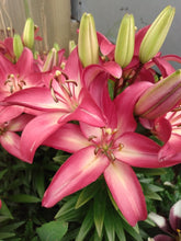 Load image into Gallery viewer, Asiatic Lily Varieties