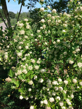 Load image into Gallery viewer, branch of ninebark flowering