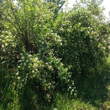 Load image into Gallery viewer, Common Ninebark- Physocarpus opulifolius