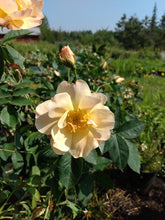 Load image into Gallery viewer, Above and Beyond Climbing Rose