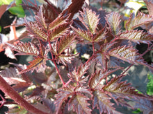Load image into Gallery viewer, Astilbe Chocolate Shogun