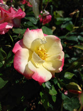 Load image into Gallery viewer, Campfire Rose