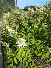 Load image into Gallery viewer, Pinky Winky Hardy Hydrangea
