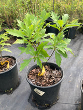 Load image into Gallery viewer, Northern Pin Oak- Quercus ellipsoidalis