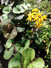 Load image into Gallery viewer, Ligularia "Desdemona" Golden Groundsel