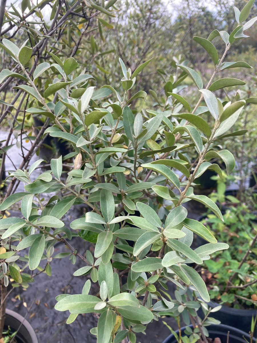 Silver Buffaloberry - Shepherdia argentea – Hammarlund Nursery