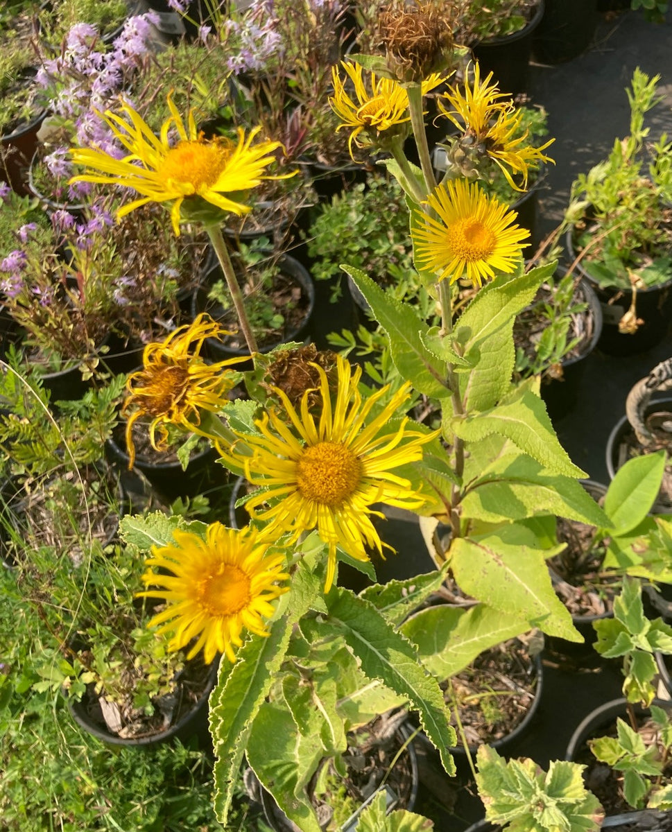 Elecampane – Hammarlund Nursery