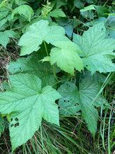 Load image into Gallery viewer, Thimbleberry - Rubus parviflorus