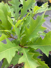 Load image into Gallery viewer, Northern Pin Oak- Quercus ellipsoidalis