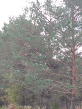 Load image into Gallery viewer, Scotch Pine